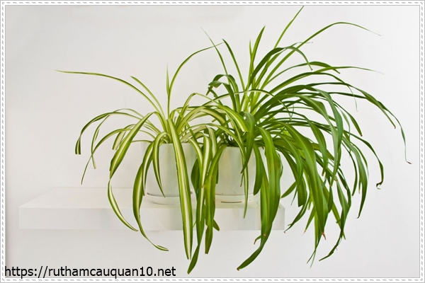 Cây điếu lan trồng trong nhà