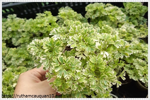 Cây đinh lăng cẩm thạch trồng trong nhà