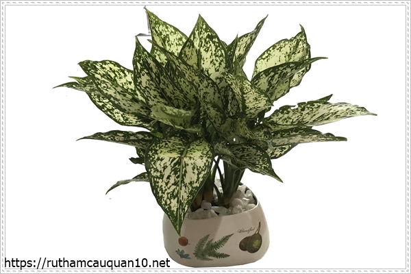 Cây ngọc ngân trồng trong nhà