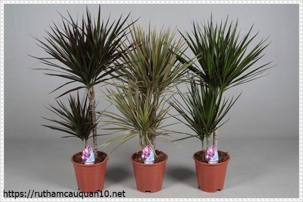 Cây phất dụ trồng trong nhà