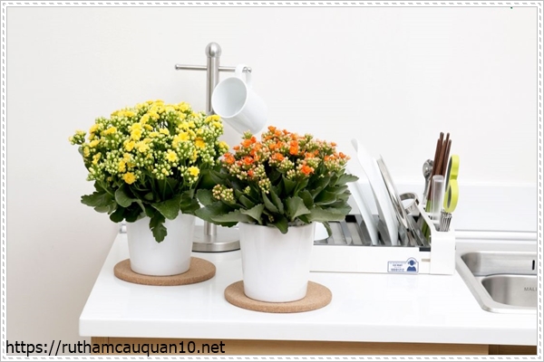 Cây sống đời trồng trong nhà