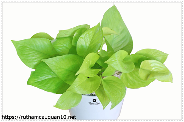 Cây trầu bà trồng trong nhà