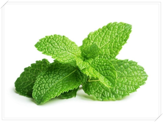 Tự làm nước xịt phòng hương bạc hà