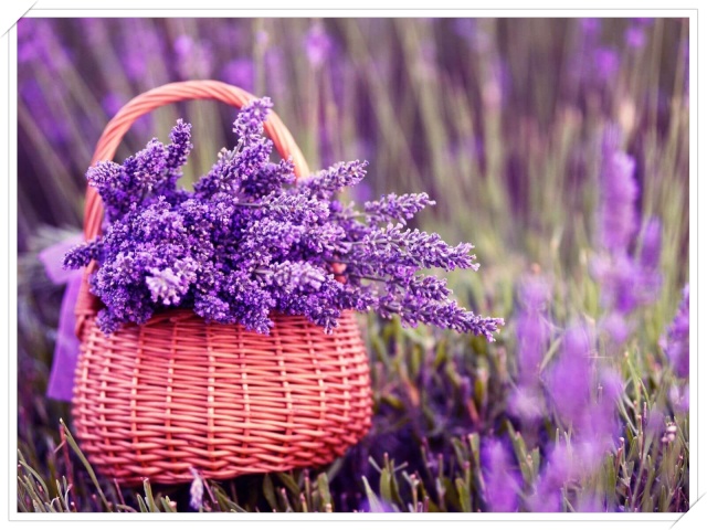 nước xịt thơm phòng mùi hoa oải hương